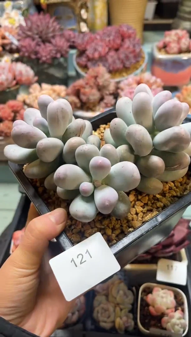 121群生3头米可奶多肉