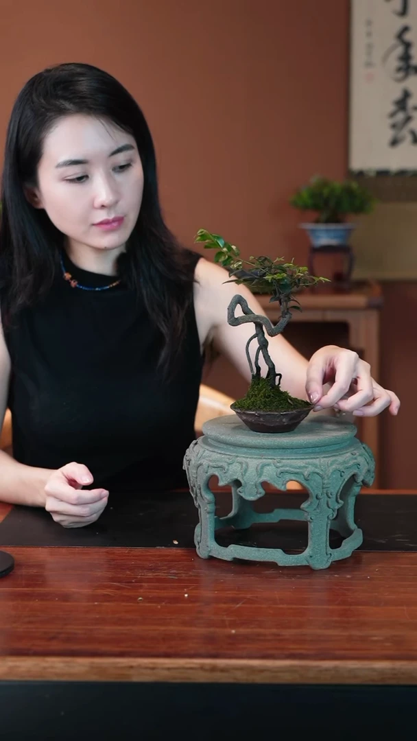 无花朵黑骨茶盆景盆景盆景