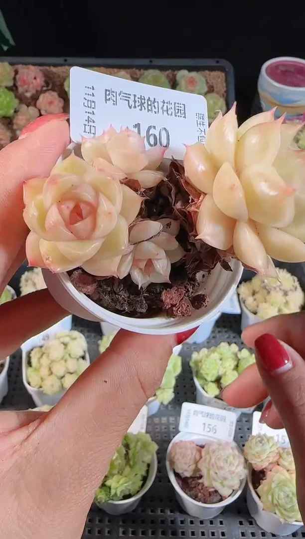 1114-160群生不包整