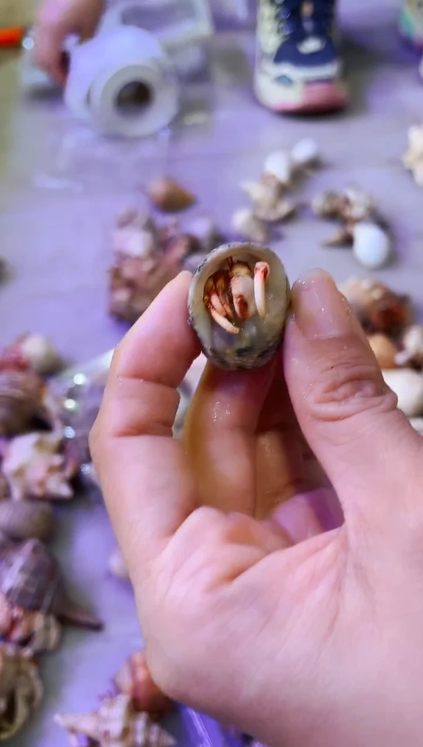 陌派有钳寄居蟹小缺腿 240