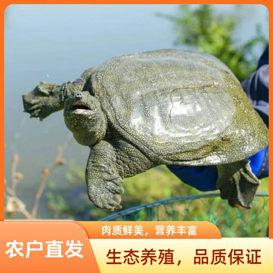 鲜活甲鱼三只3-4斤生猛老鳖黑青花顺丰包邮到家