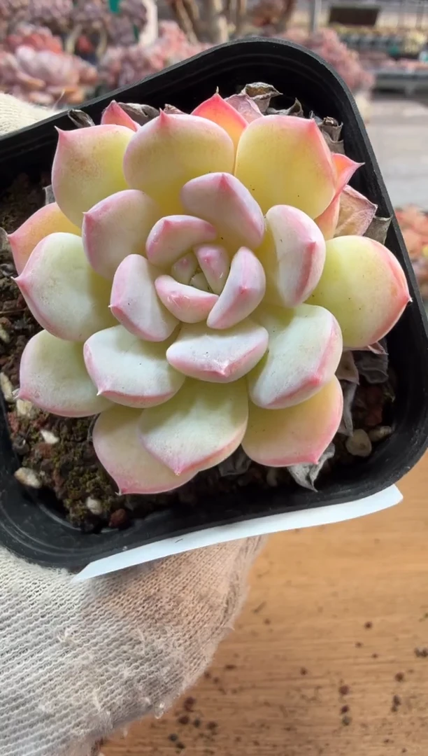 东云多肉园三店-178