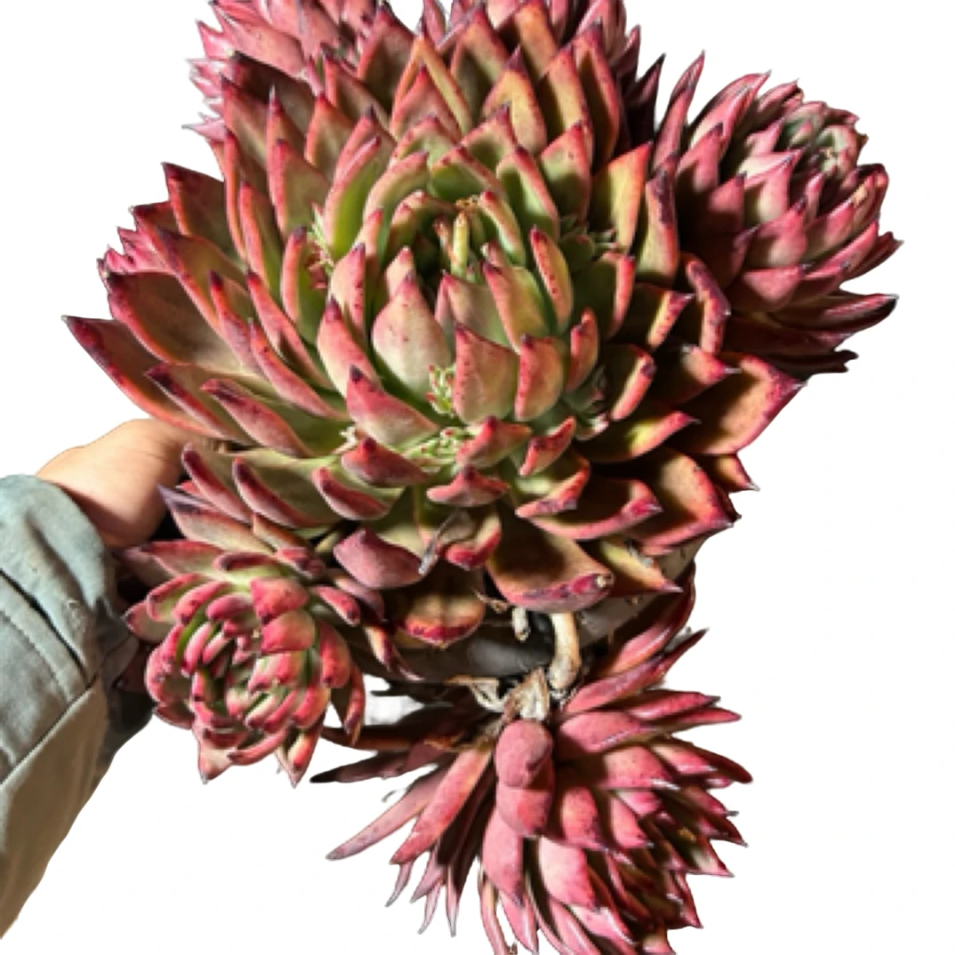 （弗兰克群）整装老桩飘枝盆栽盆景多肉