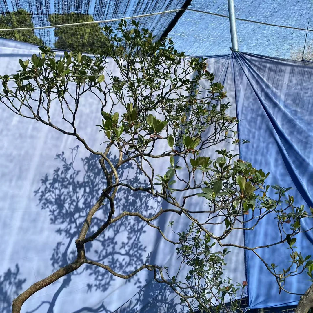 海岛春花海岛春花栀子花龙船花