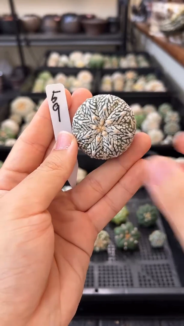 不含盆土实生根带生长纹编码59