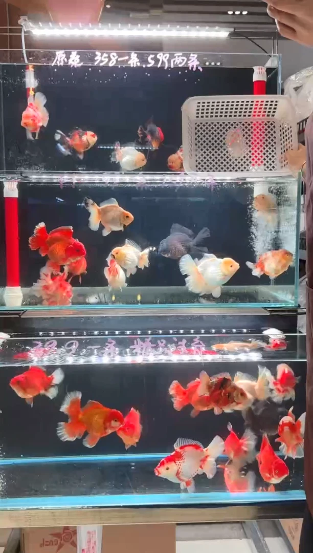 金鱼尿三丈专拍99包邮一条
