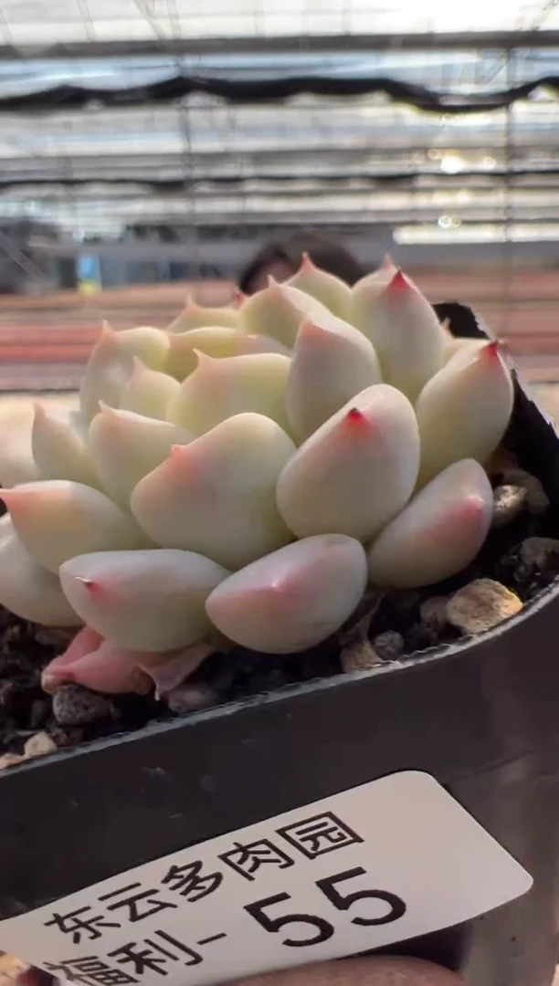 【闪购商品】福利款多肉-55