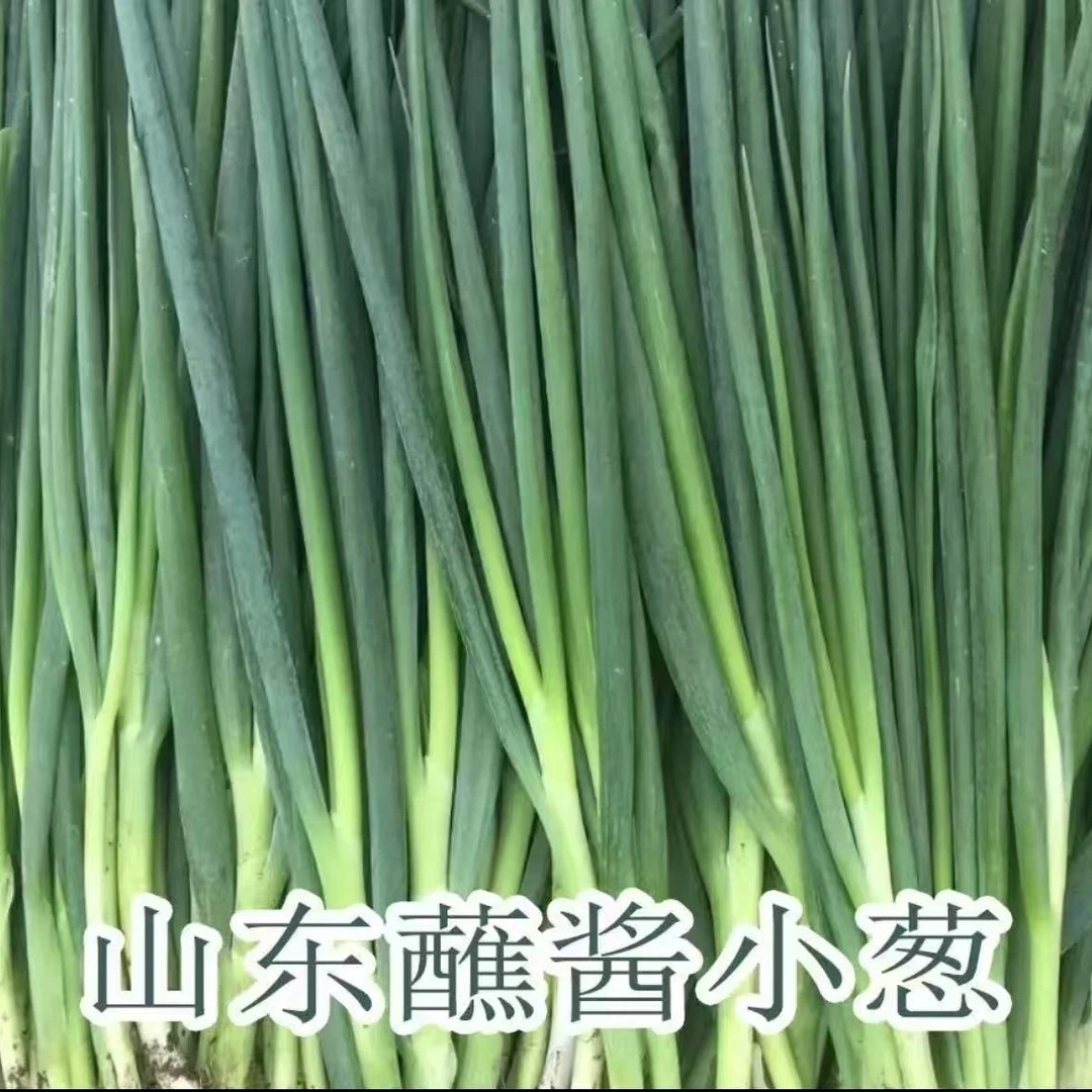 山东淄博烧烤同款灵魂蘸酱小香葱（现拔现发）