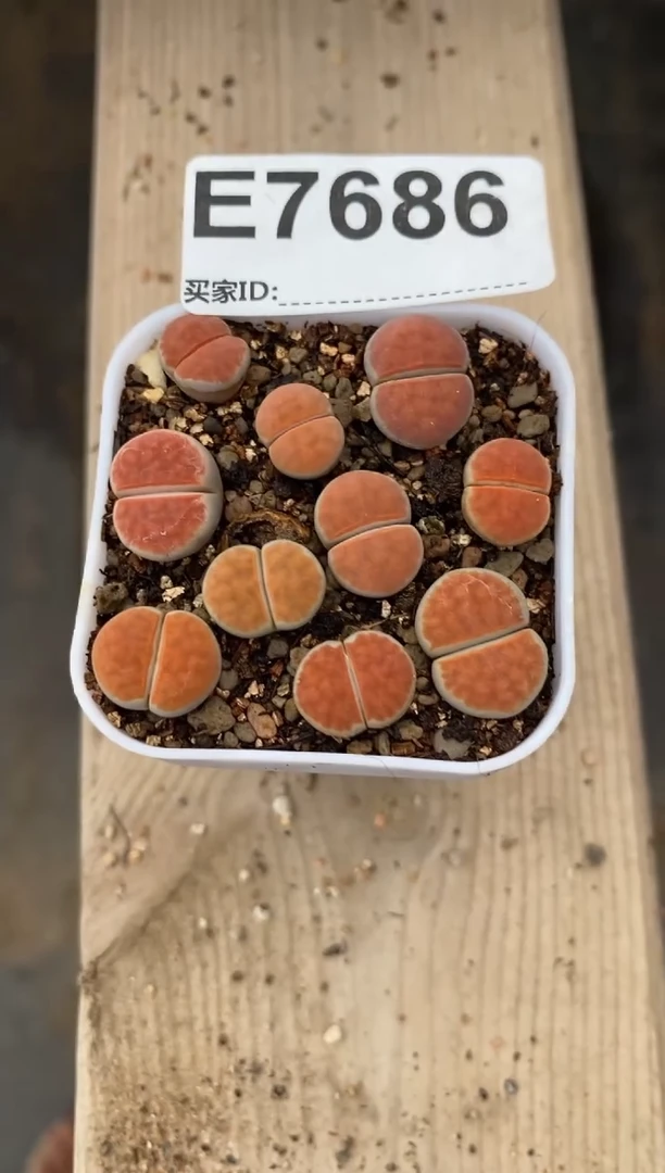 ?**?7686直播间一物一拍