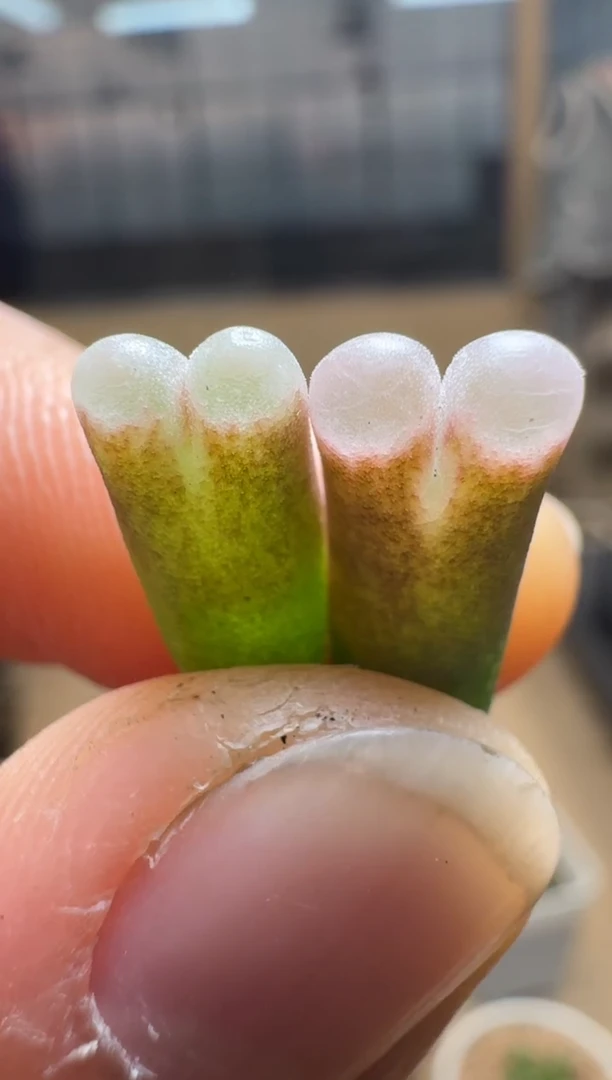 【闪购商品】1/21-403