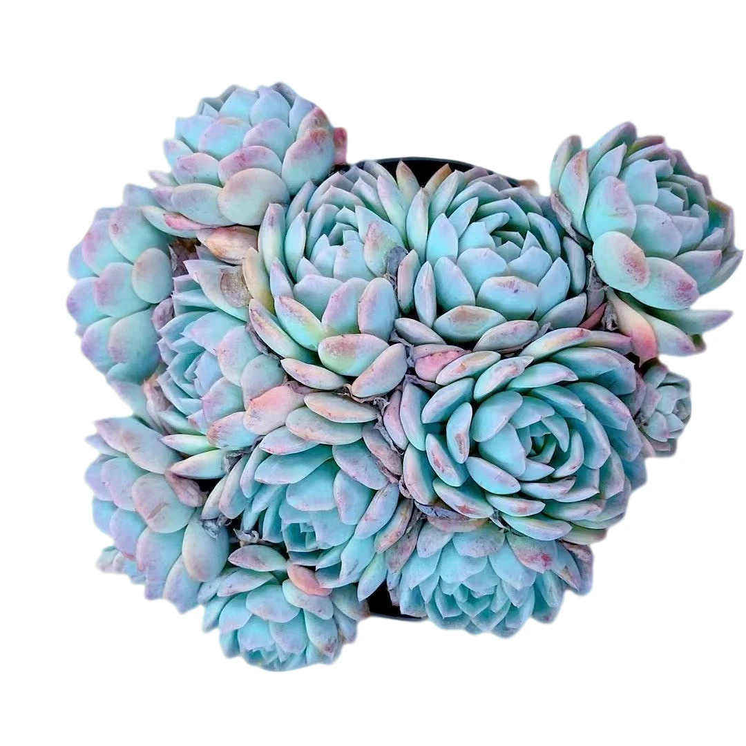 【莎莎女王】【满9.9包邮】星花怒放二哥多肉阳台植物栽种养护