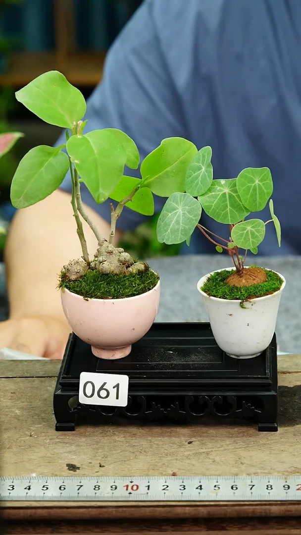 无花朵苔藓微景观06号