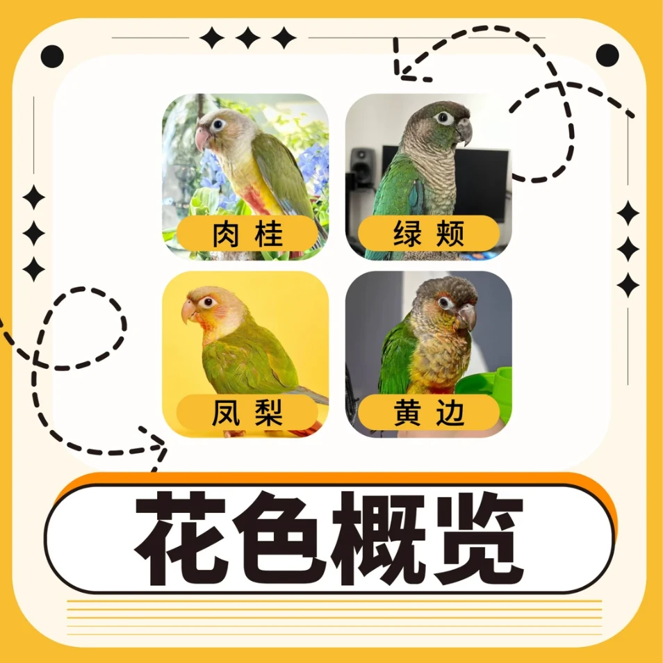 【直播特惠】直播断奶活体小鹦鹉 一物一拍直播间挑选