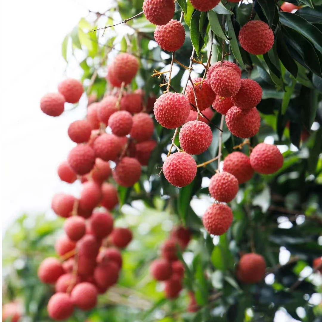 万邦生鲜严选【顺丰包邮】桂味荔枝大果5斤荔枝皮薄肉厚荔枝同城送新鲜