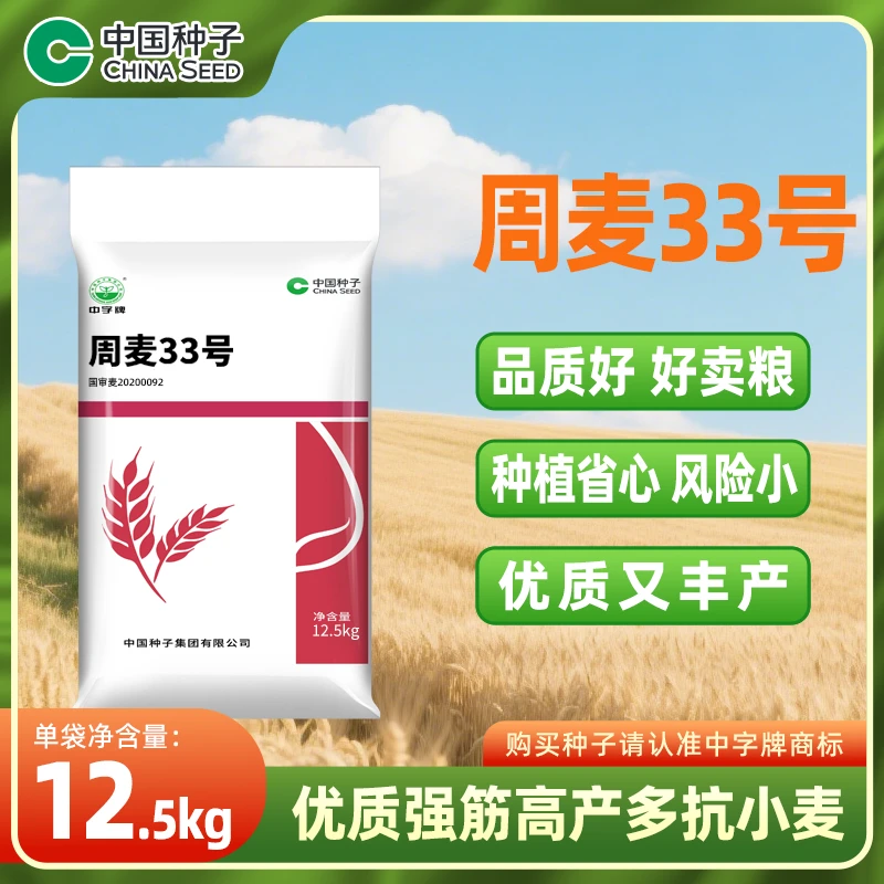 中国种子周麦33号小麦种12.5kg/袋 品质优好卖粮种植省心产量高