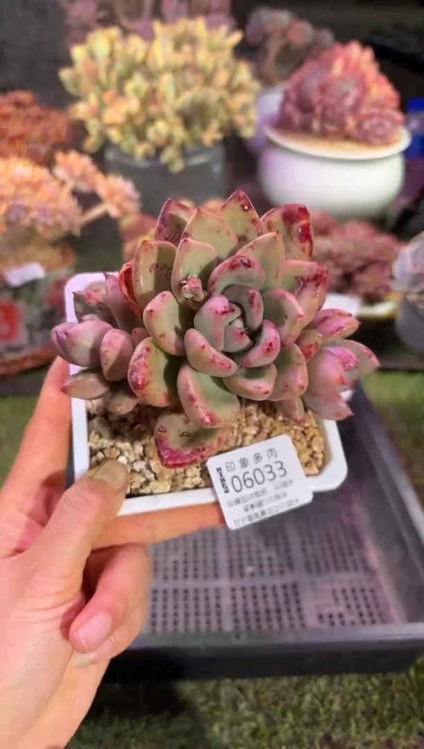 【闪购商品】06033