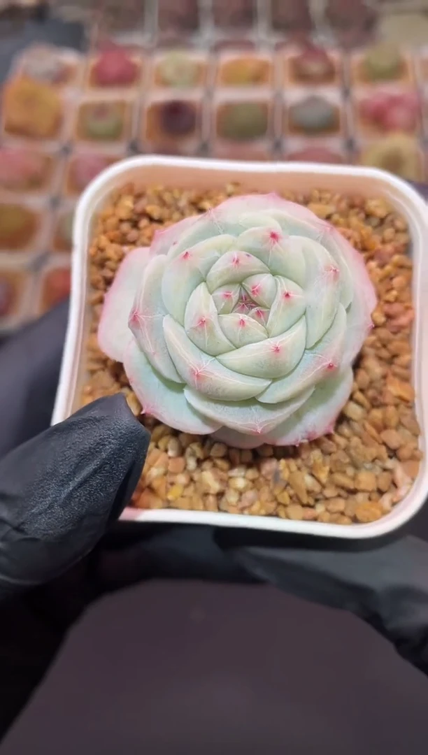 闪购029 浣纱多肉一颗 4厘米