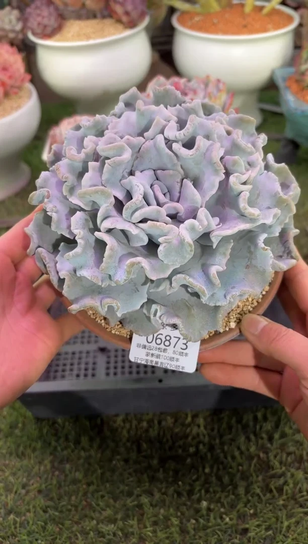 【闪购商品】06873