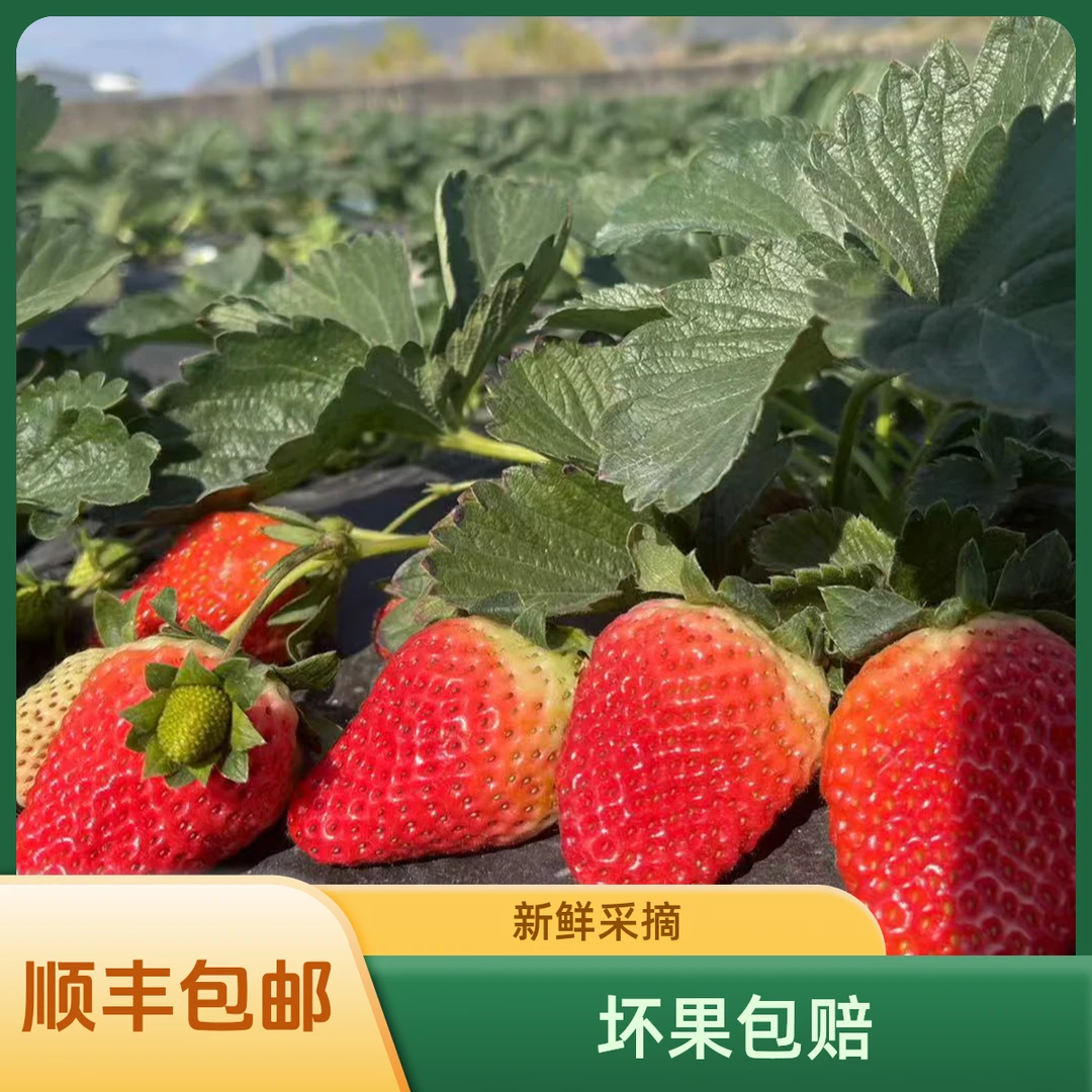 【净重3斤】大凉山露天奶油草莓现摘现发保证新鲜产地直发