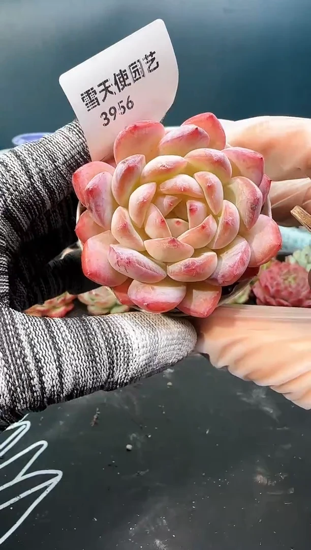 3 956 红袖   （冠幅 6 cm）