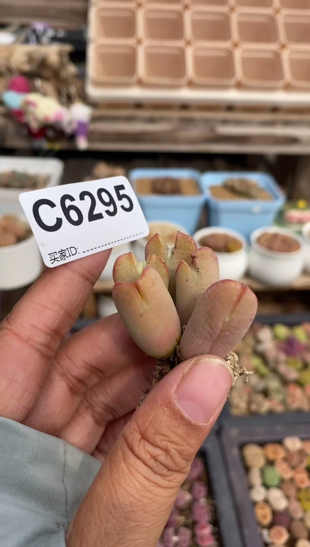 6295直播一物一拍