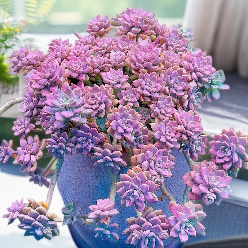 三岁家整桩阿伦培脱土皮实好养 多肉植物