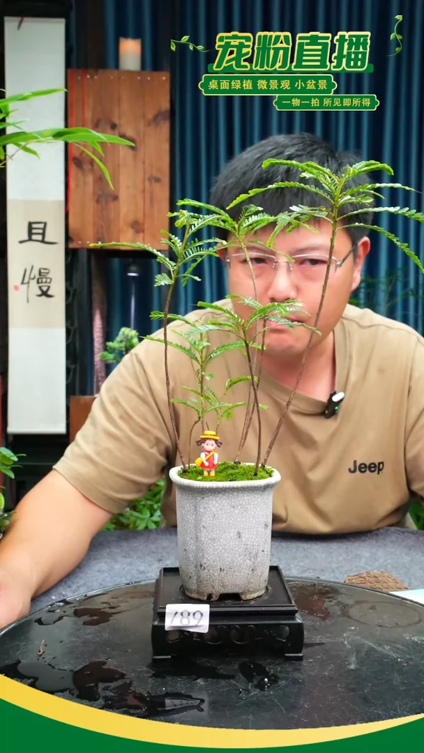 无花朵╰****╮苔藓微景观789号