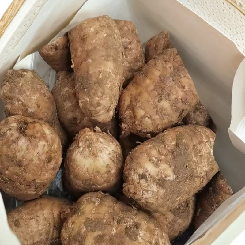 云南昭通镇雄新鲜乌天麻带泥现挖可煲汤泡酒正宗天麻正宗仿野生