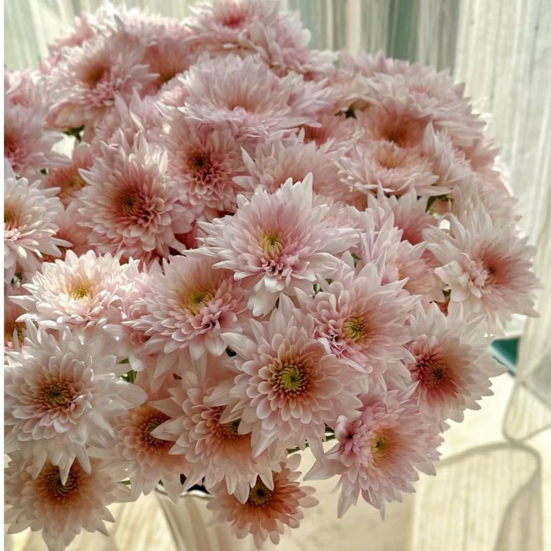 A级奶油蛋糕小雏菊鲜切花基地直发（桃桃）鲜花