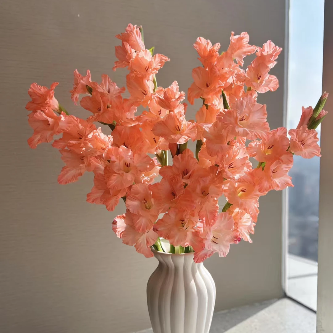 【粉色爱情】唐菖蒲剑兰种球荷兰进口花卉室内庭院四季盆栽