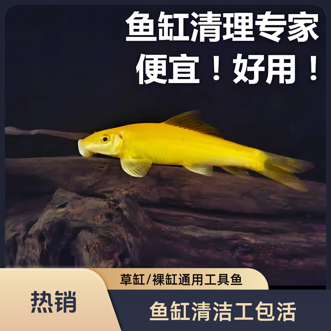 金苔鼠鱼活体包邮工具鱼除藻清洁鱼缸|清洁鱼活体|懒人淡水观赏鱼