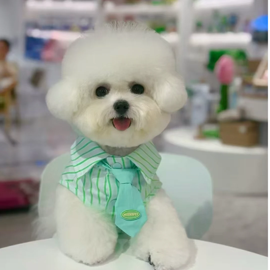汪汪联盟萌宠精选 比熊泰迪熊超小体 小体 活体狗狗