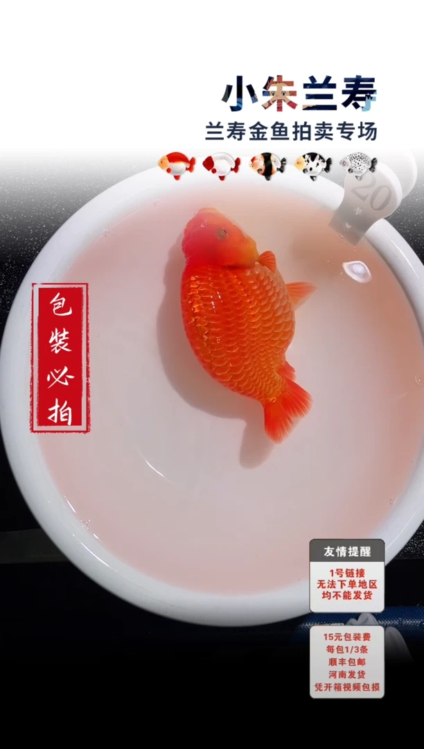 金鱼包装必拍未拍顺丰到付23号