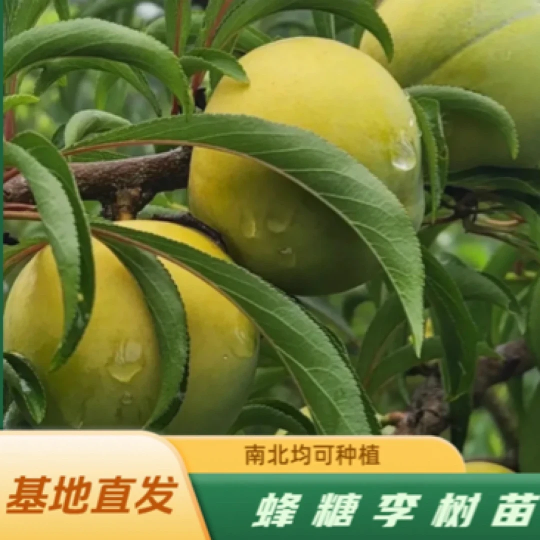 6-7月成熟、蜂糖李嫁接苗+南北均可种植+裸根苗+李子苗