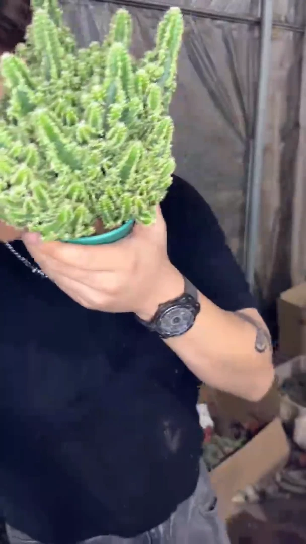 2颗 万重山群生【带根】11-15cm