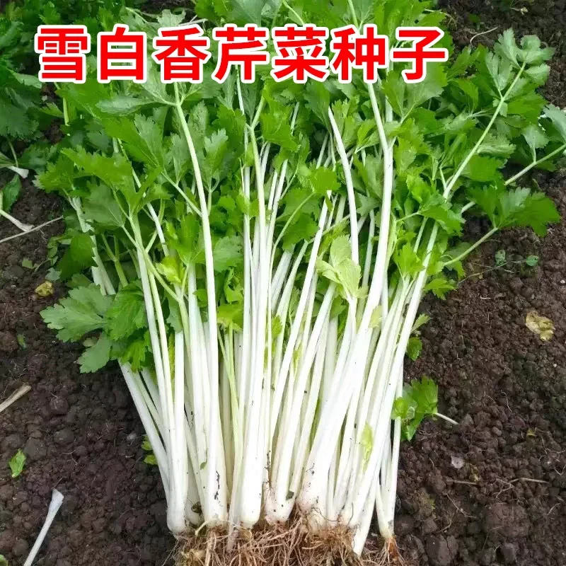 【满五包包邮】（满五送一）白水果芹菜种子秋播蔬菜阳台盆栽小香芹种