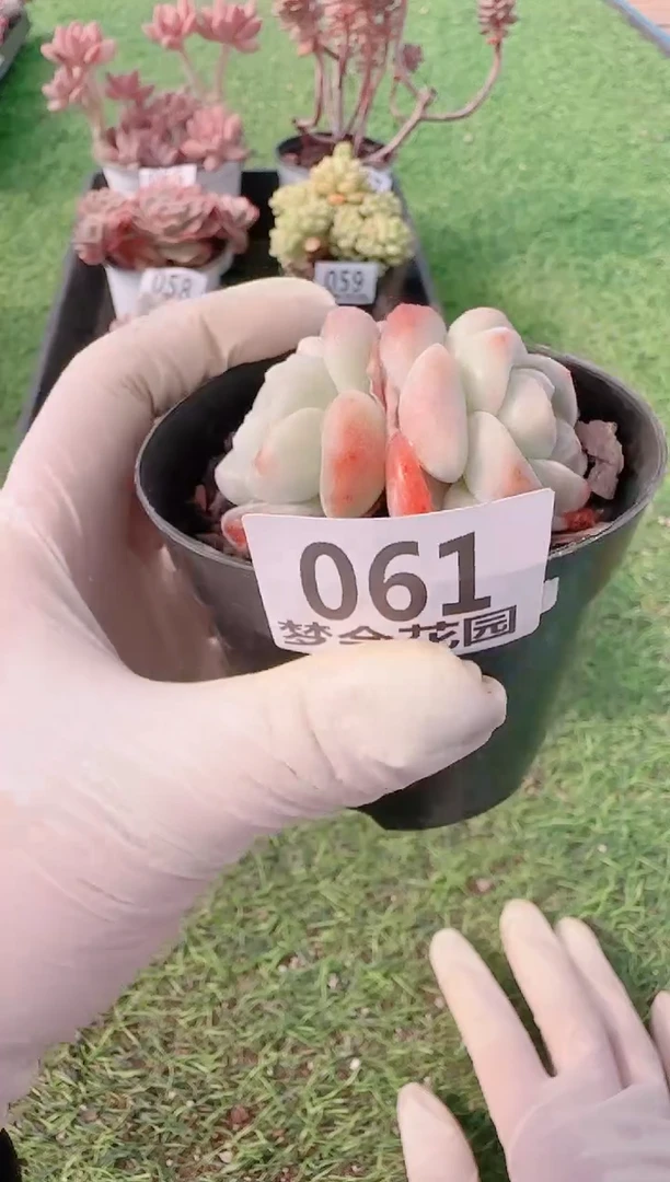 【闪购商品】梦会多肉一物一拍