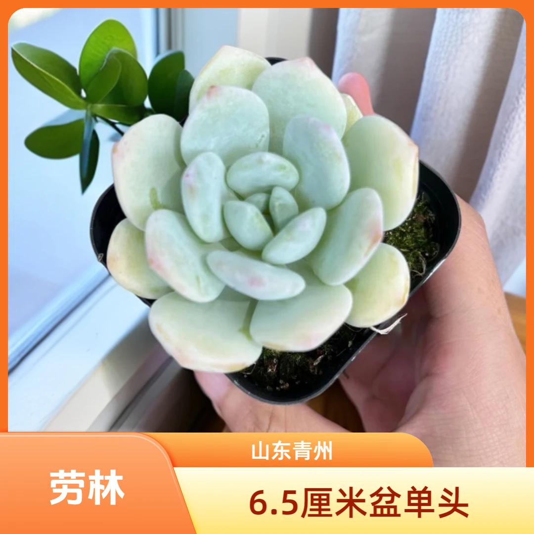 劳林6.5厘米盆老桩多肉
