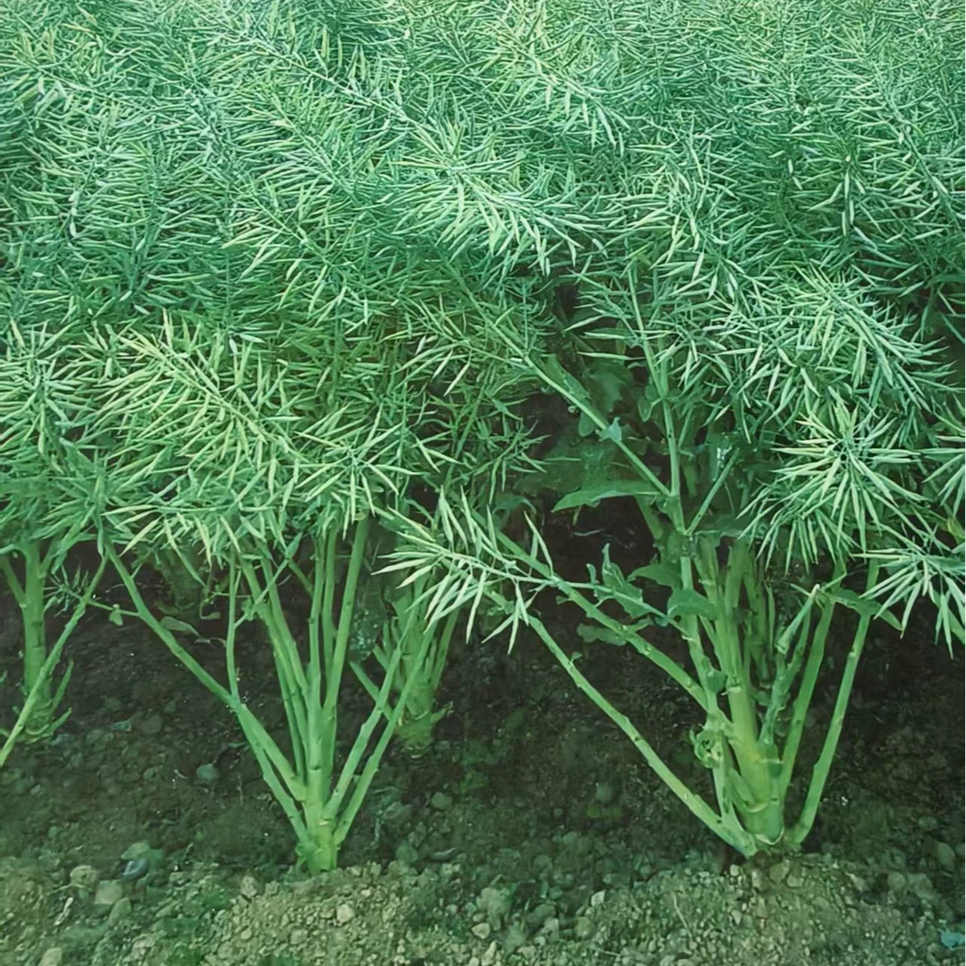 防冻长籽籽粒饱满保花保果