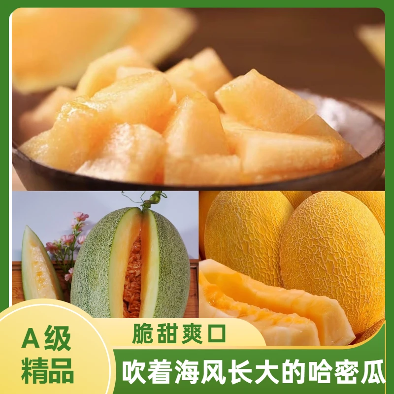 【哈密瓜】北海1号黄皮青皮网纹哈密瓜新鲜采摘脆甜爽滑肉质细腻甜