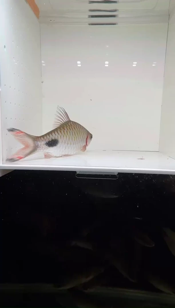 工具鱼红杂紫111