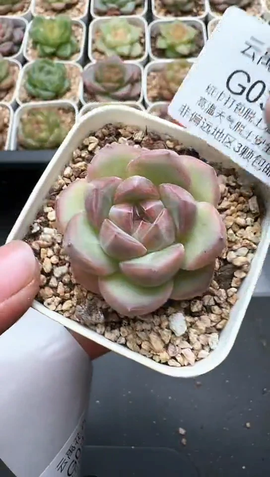 036G云禹多肉植物 默认脱土纸巾打包 3颗包邮