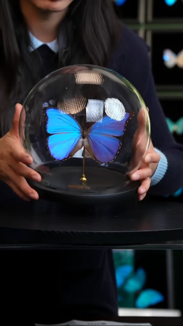 大蓝闪蝶玻璃罩款（带证书）