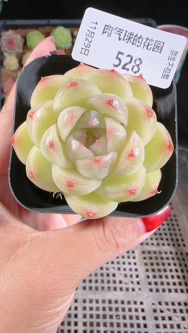 多肉1129-528（群生不包整）