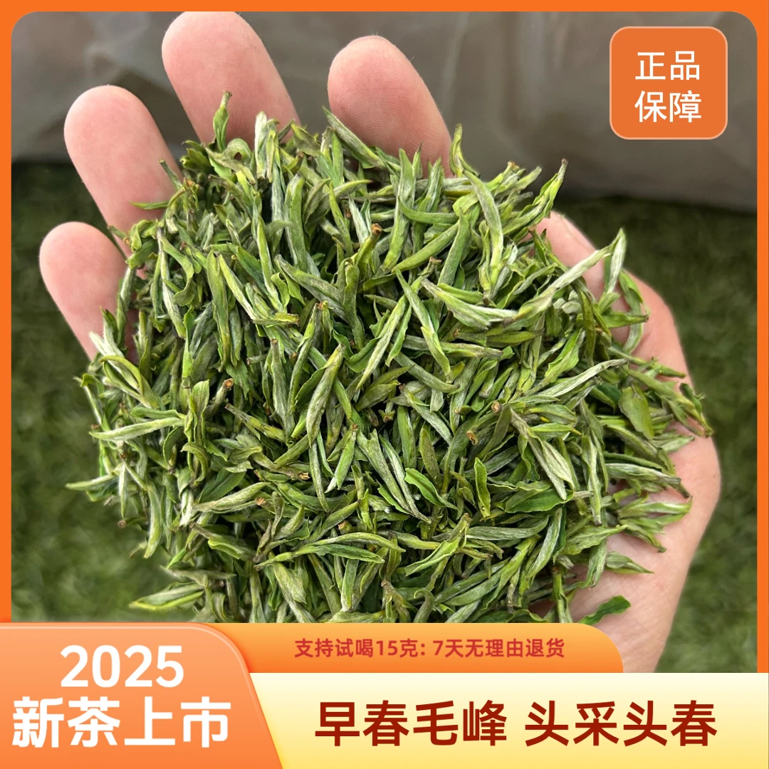 2025春茶头采新茶四川峨眉山早春毛峰清香小芽1号