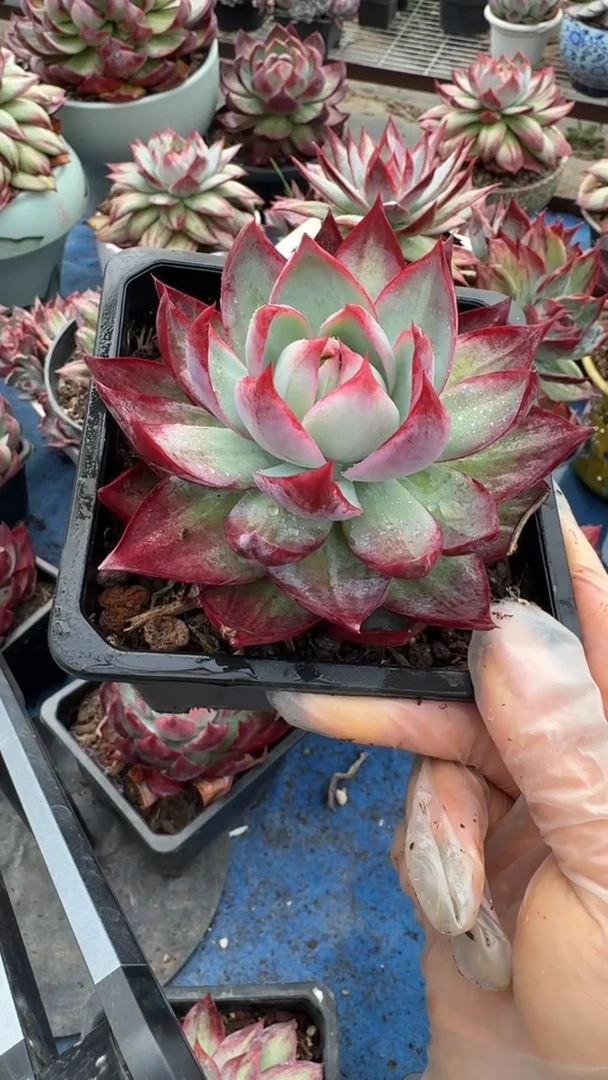 1颗8公分睫毛款惊鸿（量拍配货参考）（裸根发货）