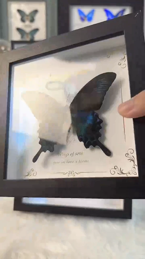 收藏天然蝴蝶标本