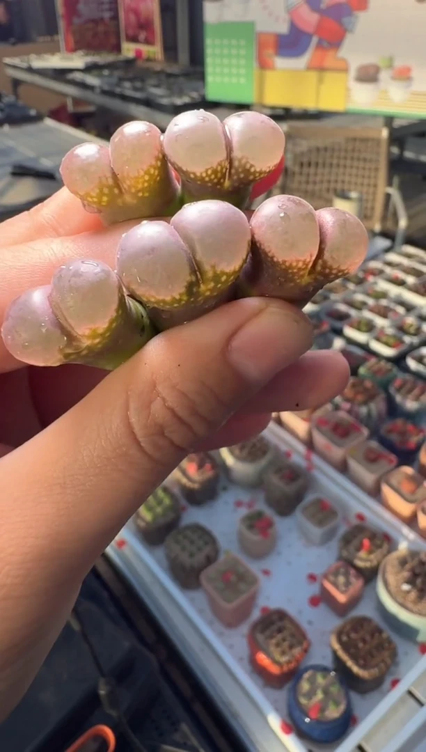 264多肉植物肉锥一颗