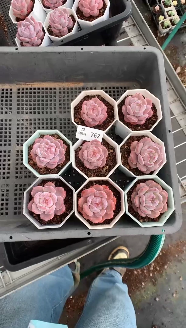 762星影一物一拍