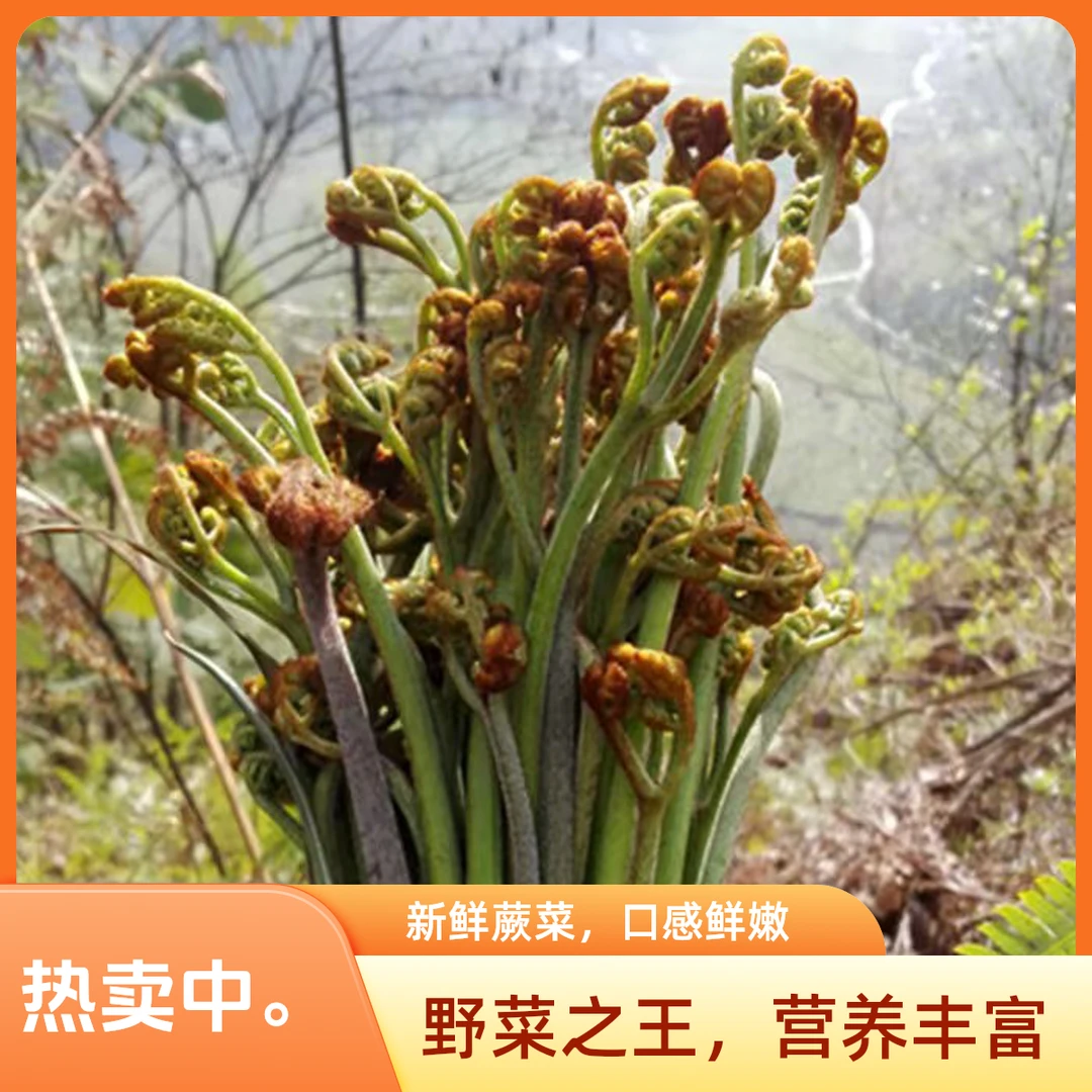 湖南大瑶山野菜 高山野菜 新鲜现采蕨菜 自然生长无污染 健康营养